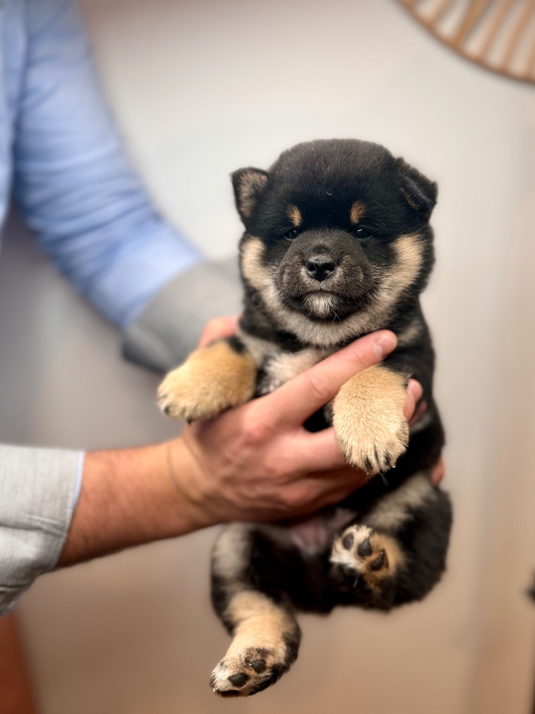 De L'Arche D'Ohana - Shiba - Portée née le 26/12/2024