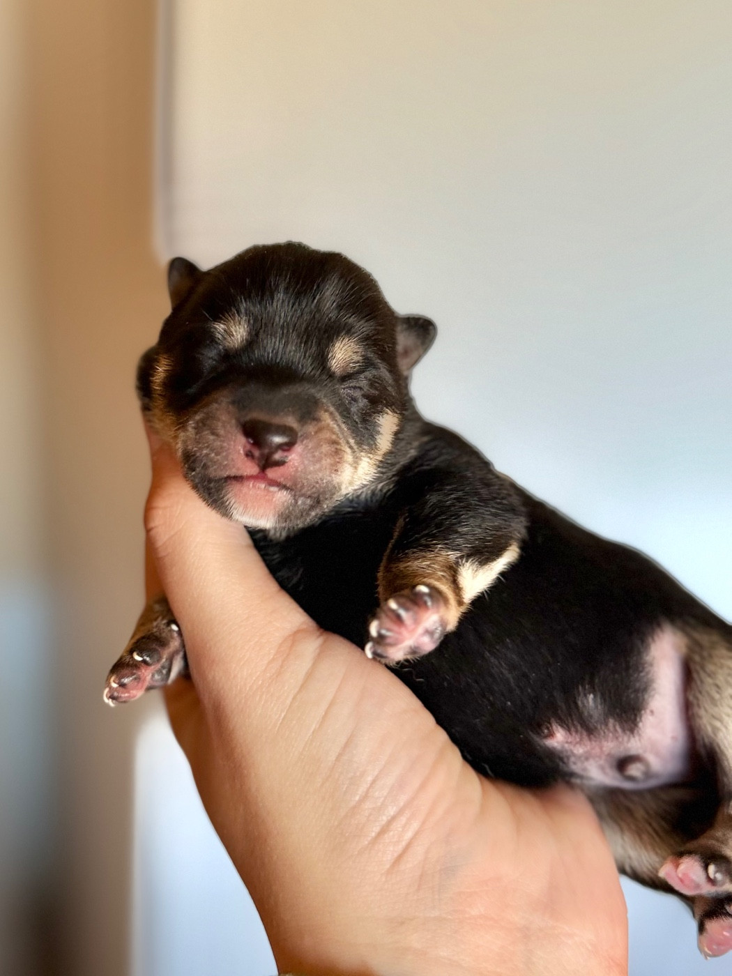 De L'Arche D'Ohana - Chiots disponibles - Shiba