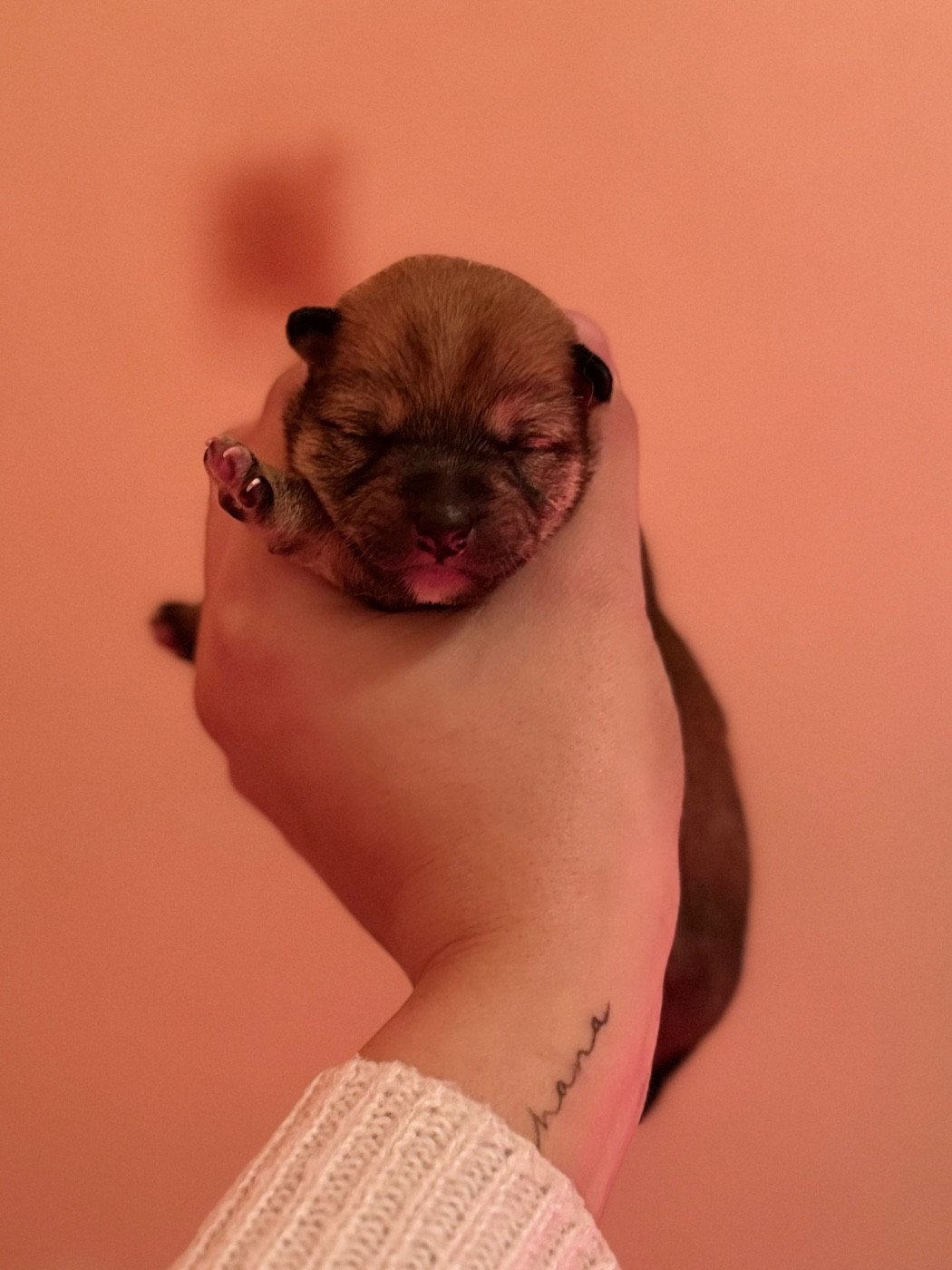 De L'Arche D'Ohana - Chiots disponibles - Shiba