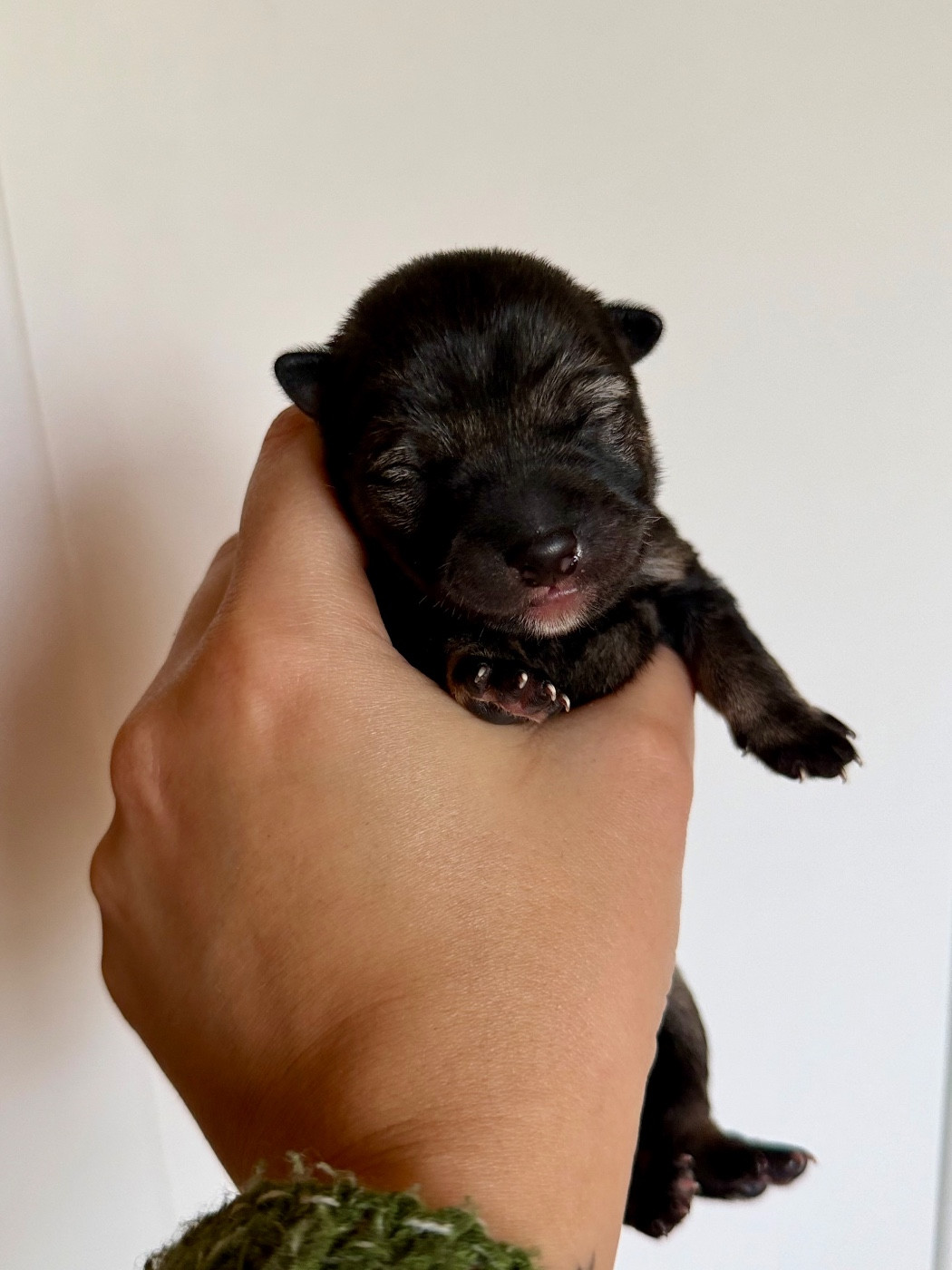 De L'Arche D'Ohana - Chiots disponibles - Shiba