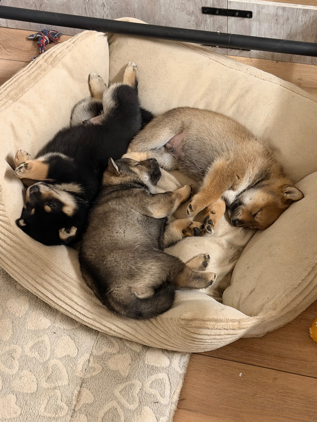 De L'Arche D'Ohana - Shiba - Portée née le 23/11/2025