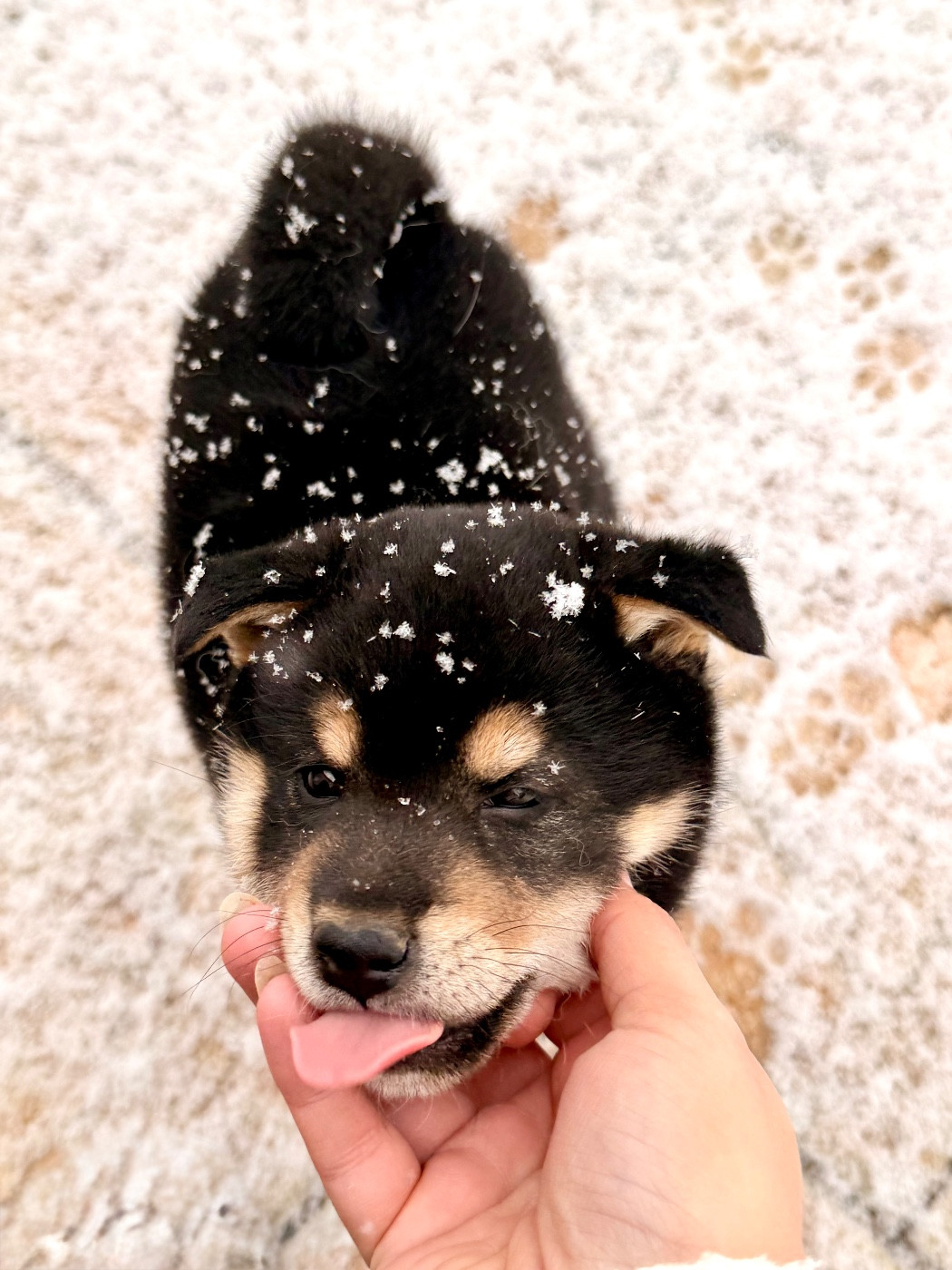 De L'Arche D'Ohana - Chiots disponibles - Shiba