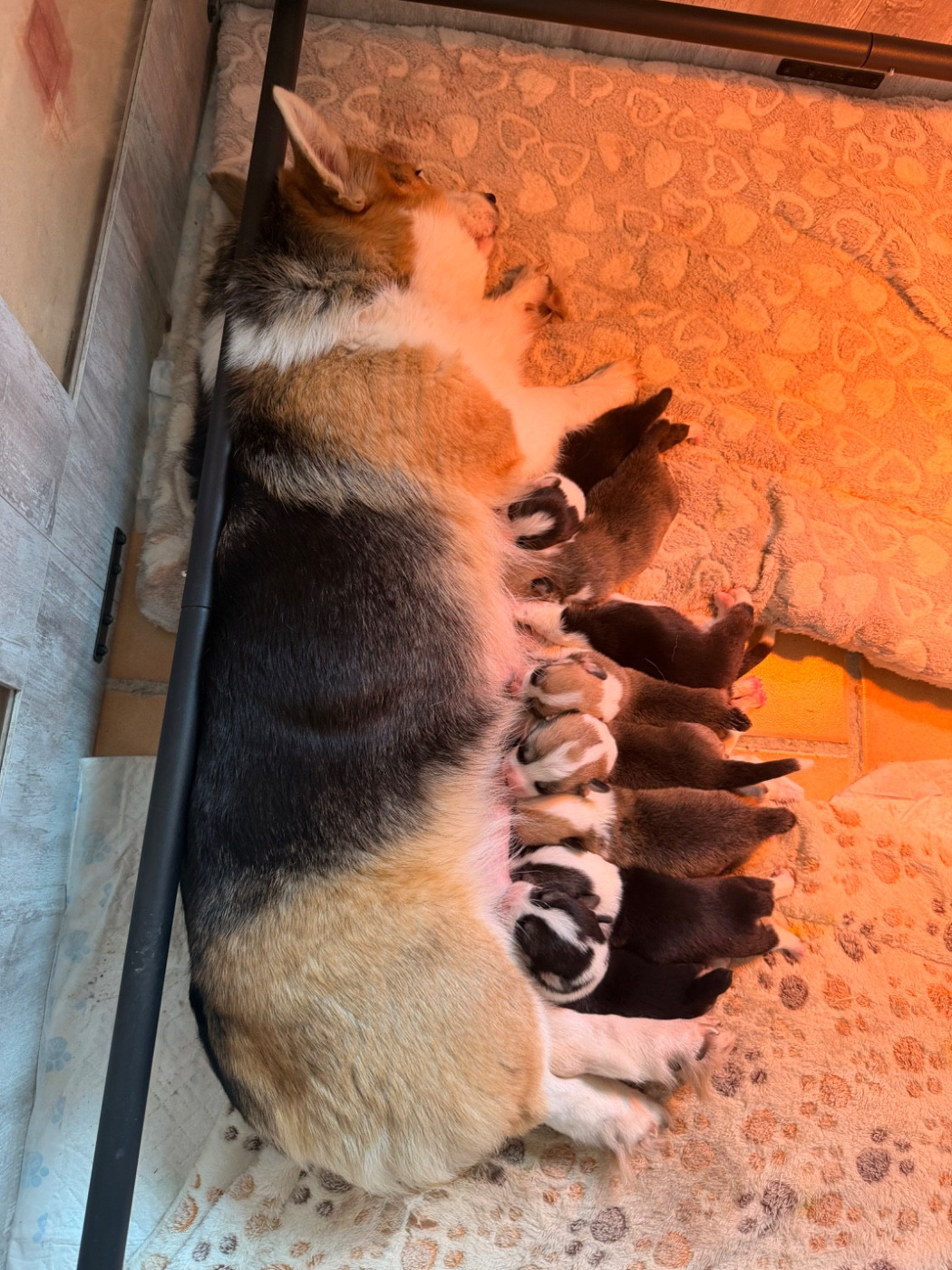Chiot Welsh Corgi Pembroke De L'Arche D'Ohana