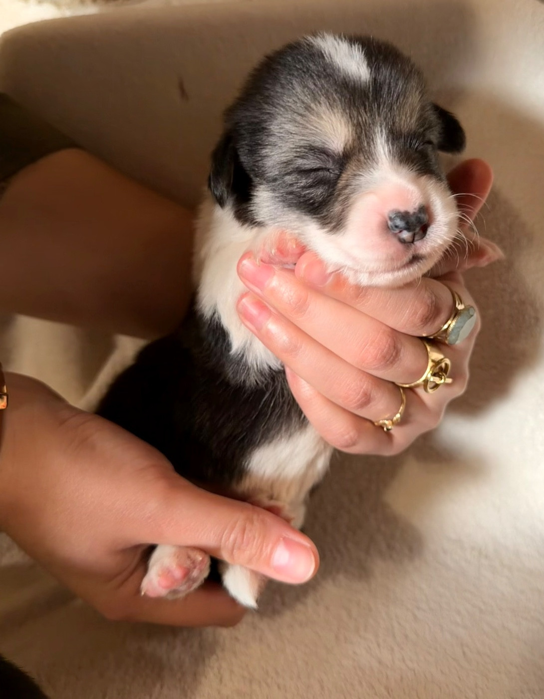 De L'Arche D'Ohana - Chiots disponibles - Welsh Corgi Pembroke