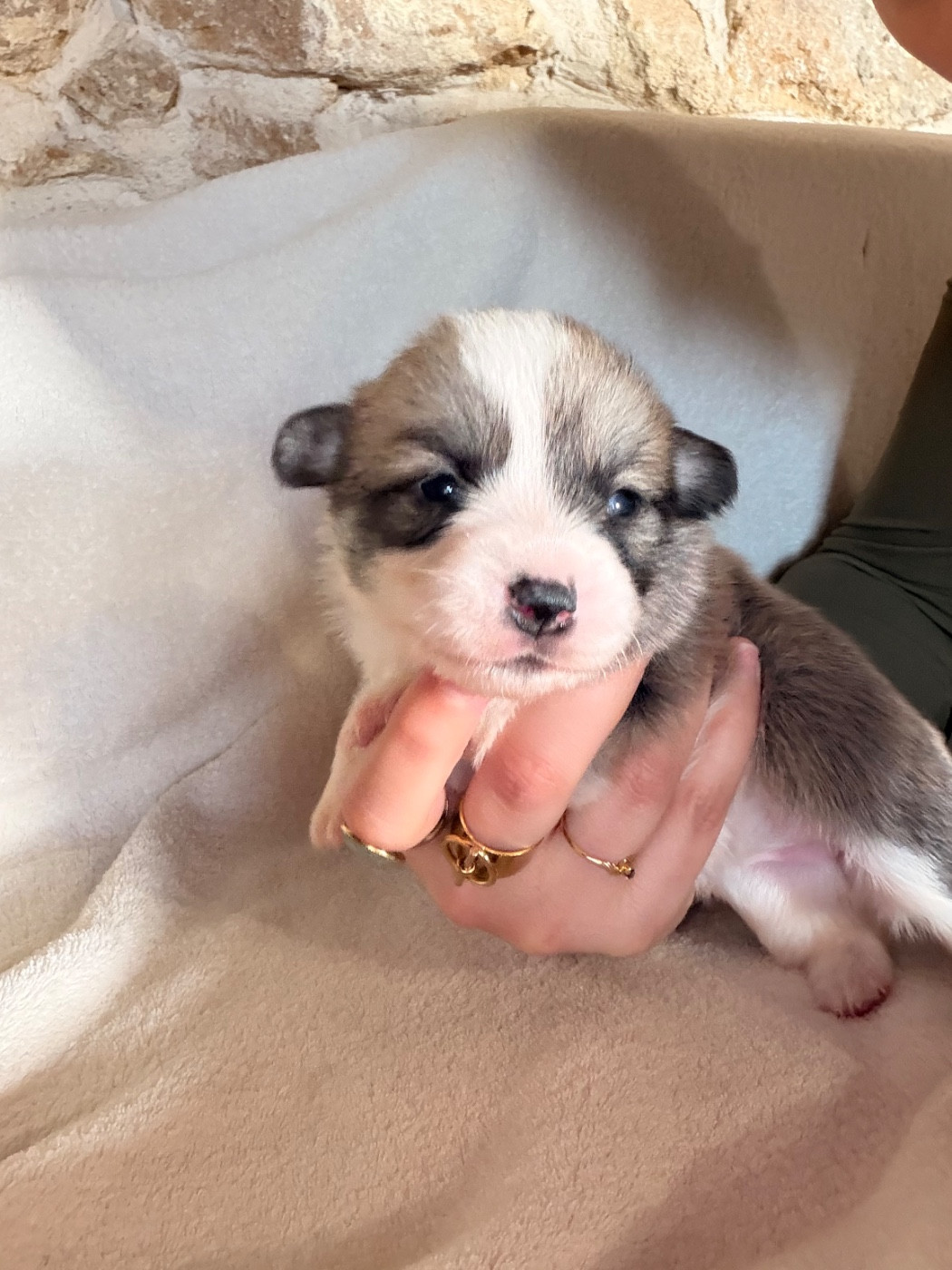 De L'Arche D'Ohana - Chiots disponibles - Welsh Corgi Pembroke