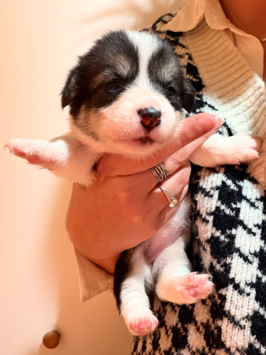 De L'Arche D'Ohana - Chiots disponibles - Welsh Corgi Pembroke