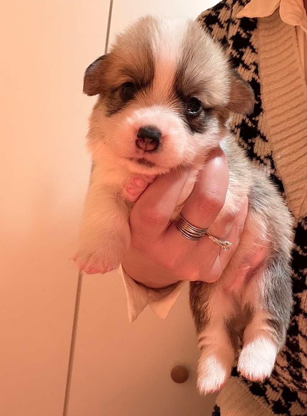 De L'Arche D'Ohana - Chiots disponibles - Welsh Corgi Pembroke