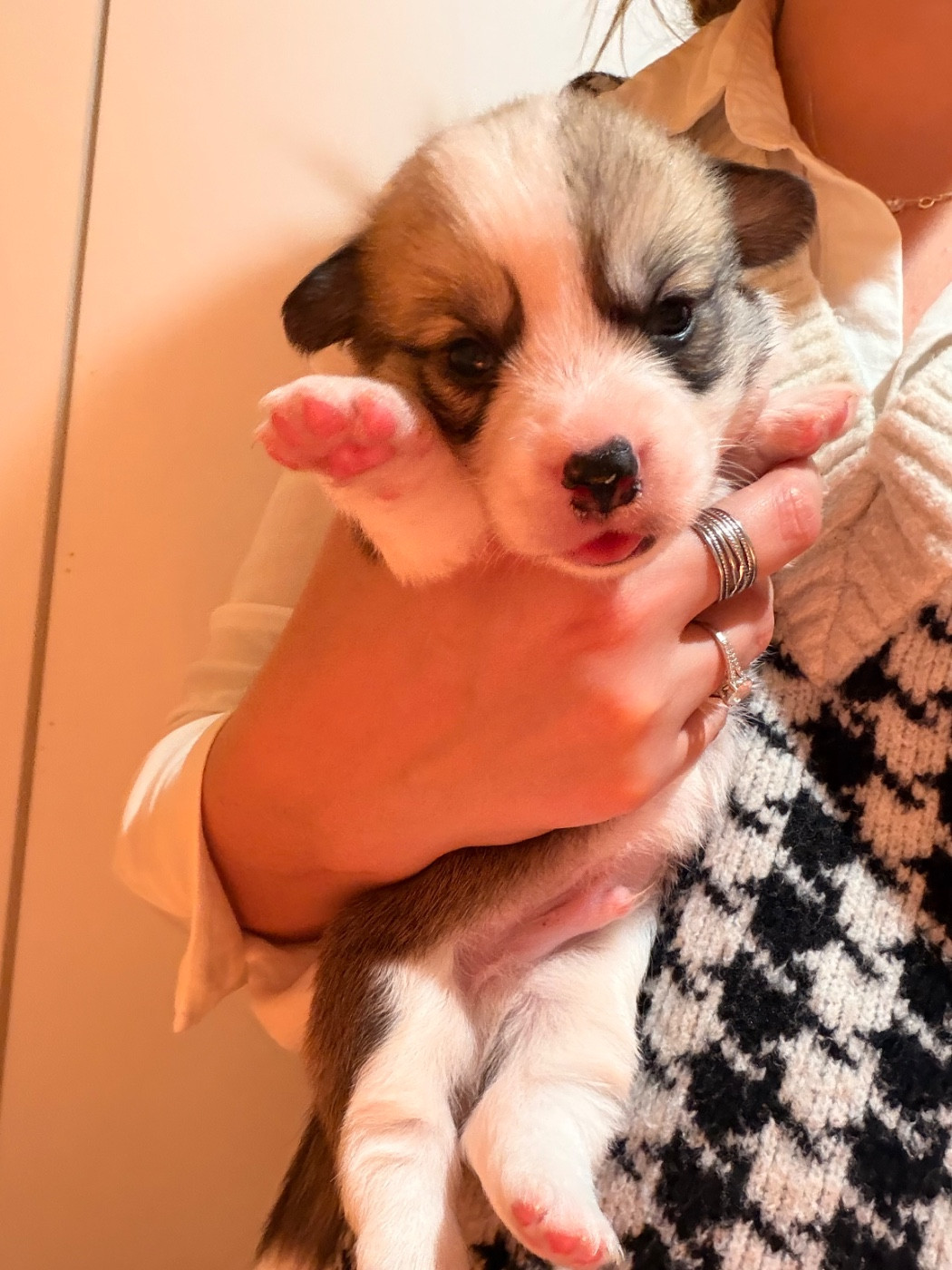 De L'Arche D'Ohana - Chiots disponibles - Welsh Corgi Pembroke