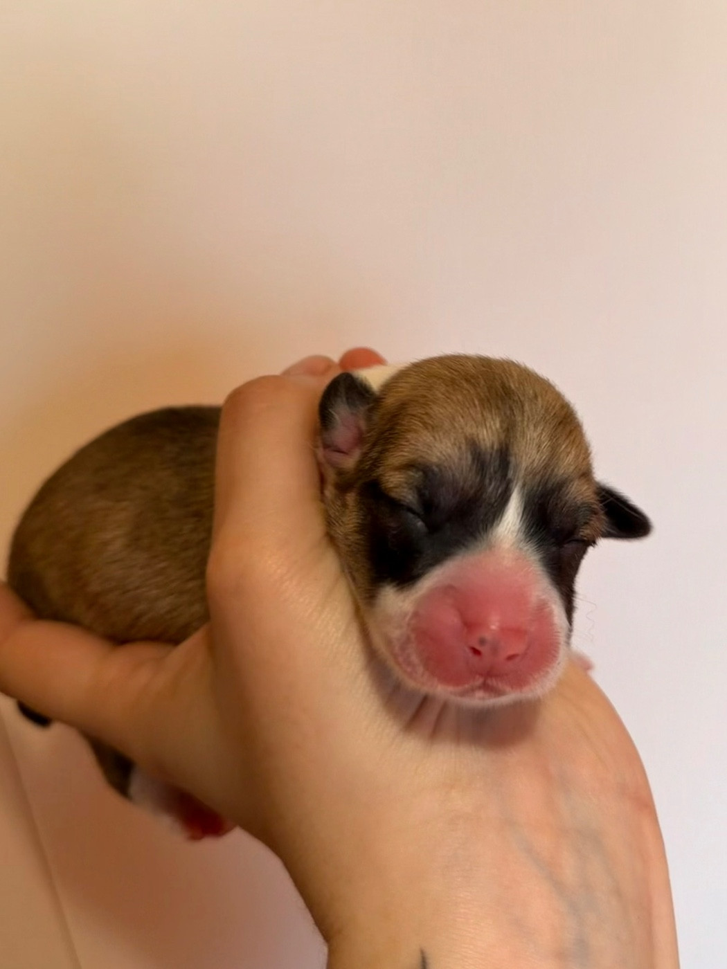 De L'Arche D'Ohana - Chiots disponibles - Welsh Corgi Pembroke