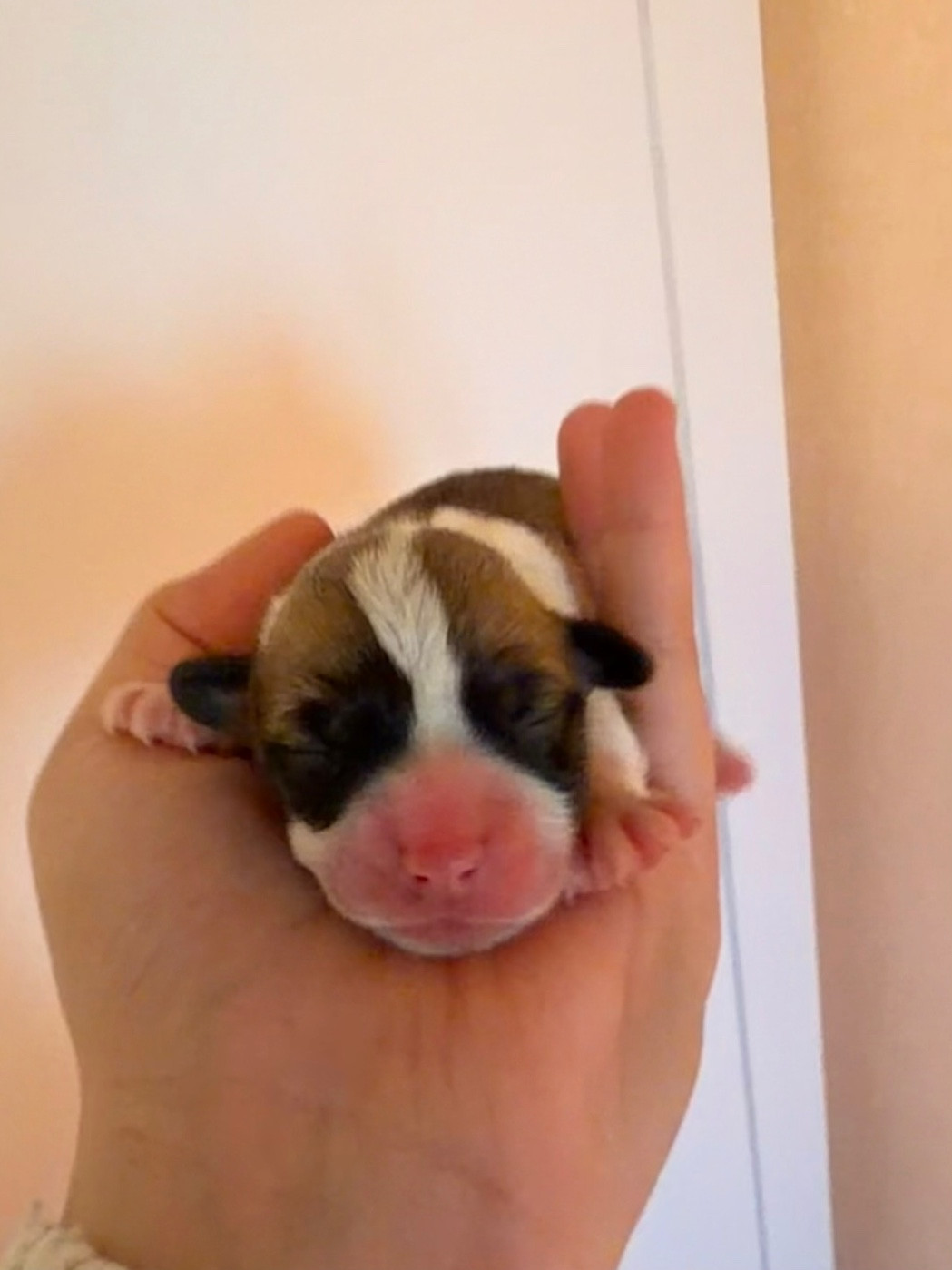 De L'Arche D'Ohana - Chiots disponibles - Welsh Corgi Pembroke