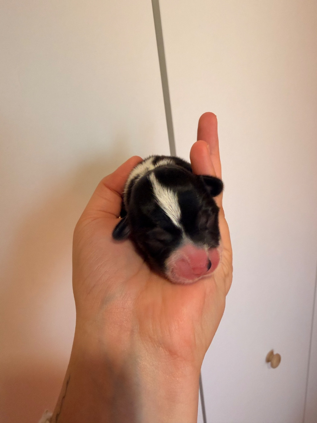 De L'Arche D'Ohana - Chiots disponibles - Welsh Corgi Pembroke