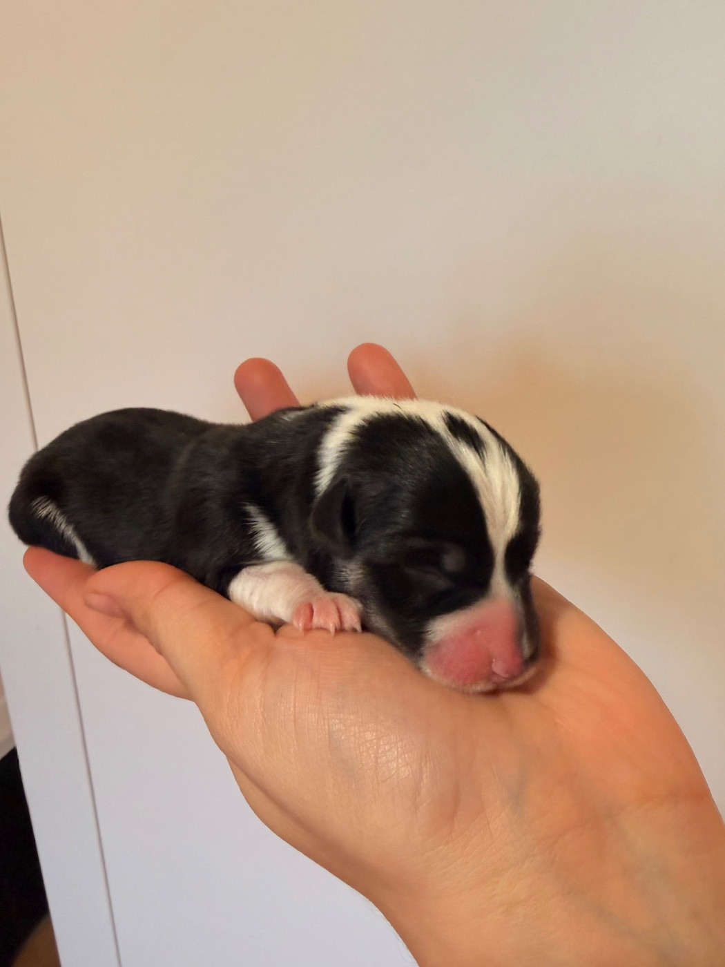 De L'Arche D'Ohana - Chiots disponibles - Welsh Corgi Pembroke