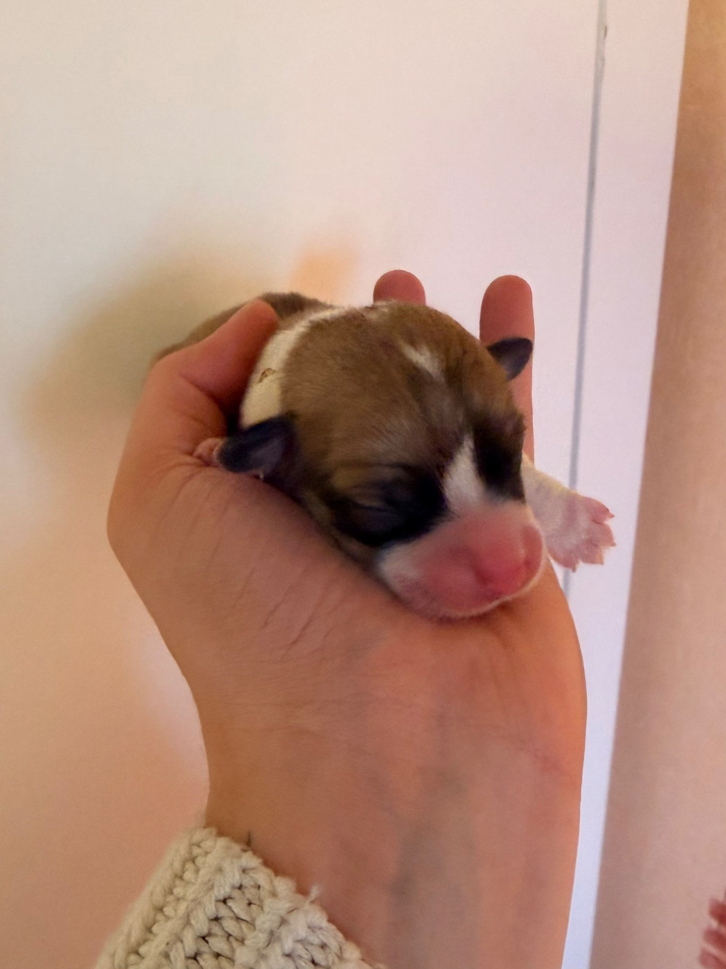 De L'Arche D'Ohana - Chiots disponibles - Welsh Corgi Pembroke