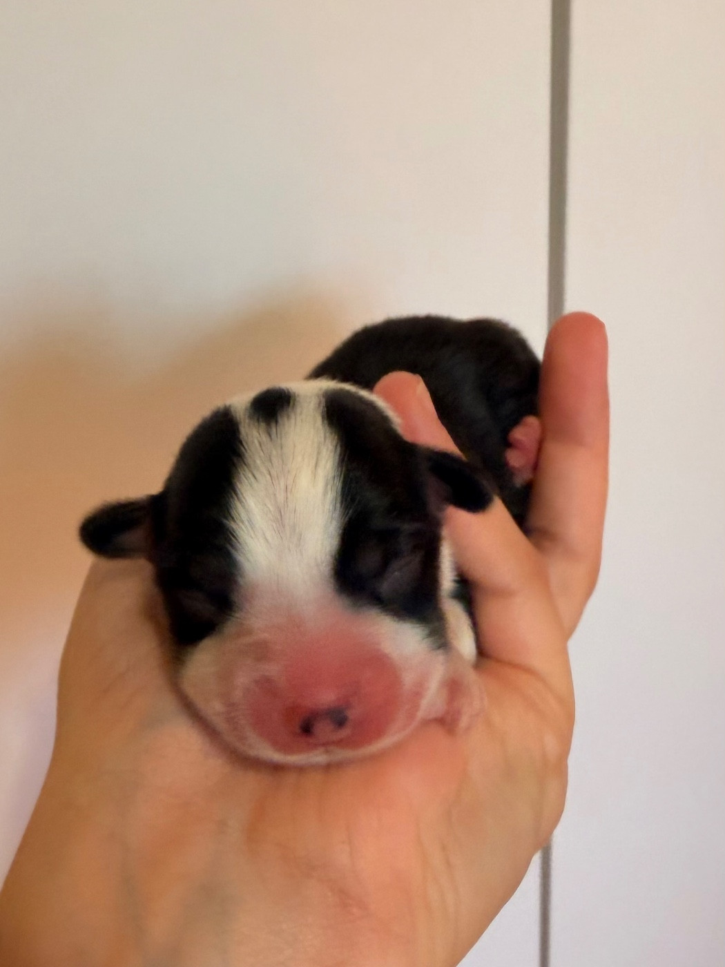 De L'Arche D'Ohana - Chiots disponibles - Welsh Corgi Pembroke