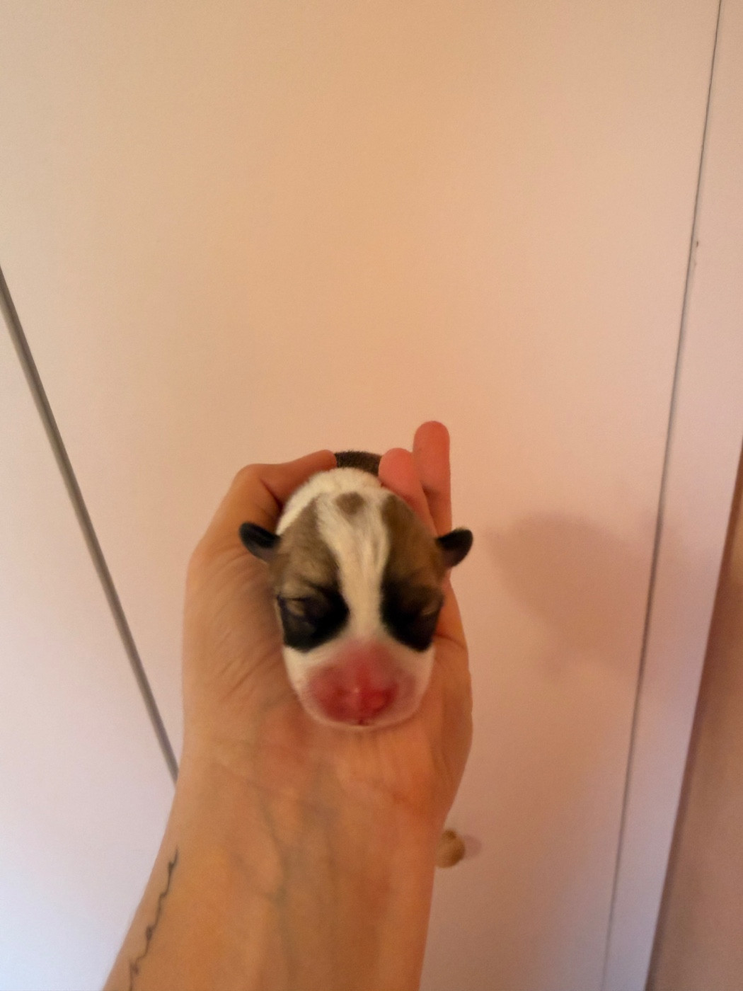 De L'Arche D'Ohana - Chiots disponibles - Welsh Corgi Pembroke