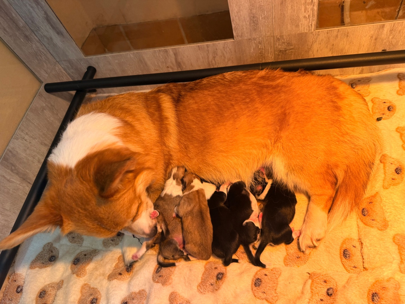 Chiot Welsh Corgi Pembroke De L'Arche D'Ohana