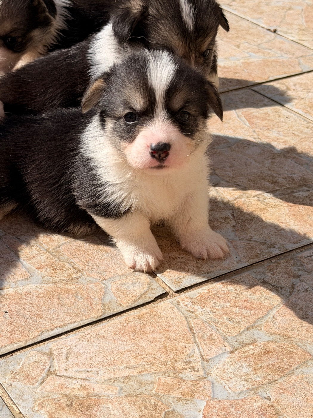 De L'Arche D'Ohana - Chiots disponibles - Welsh Corgi Pembroke