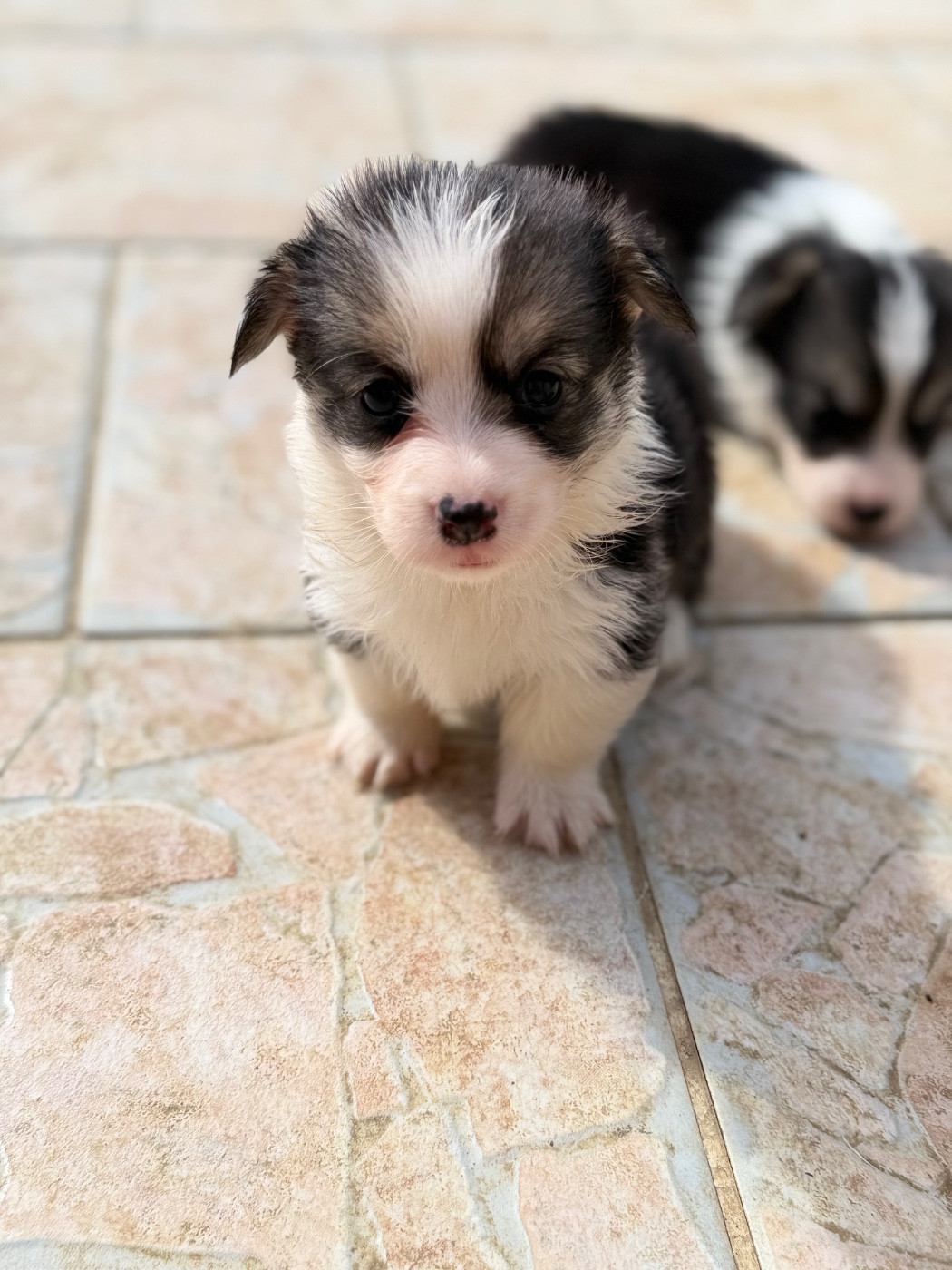 De L'Arche D'Ohana - Chiots disponibles - Welsh Corgi Pembroke