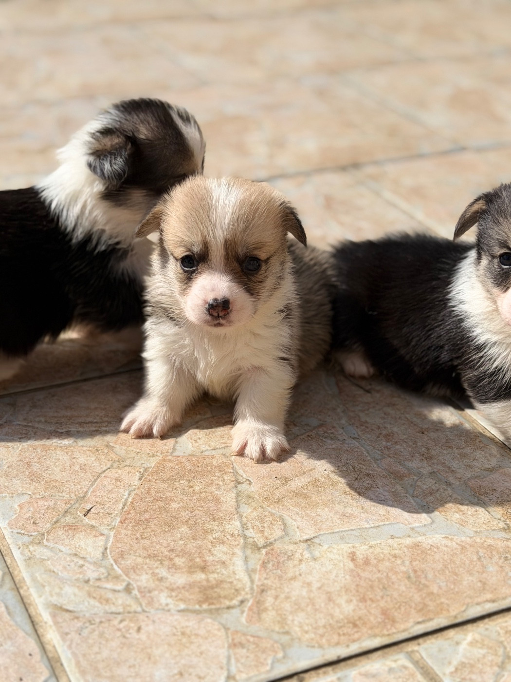 De L'Arche D'Ohana - Chiots disponibles - Welsh Corgi Pembroke