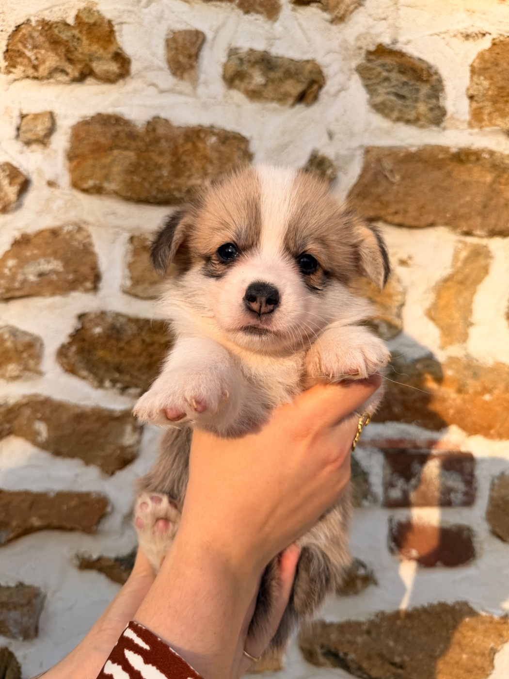 De L'Arche D'Ohana - Chiots disponibles - Welsh Corgi Pembroke
