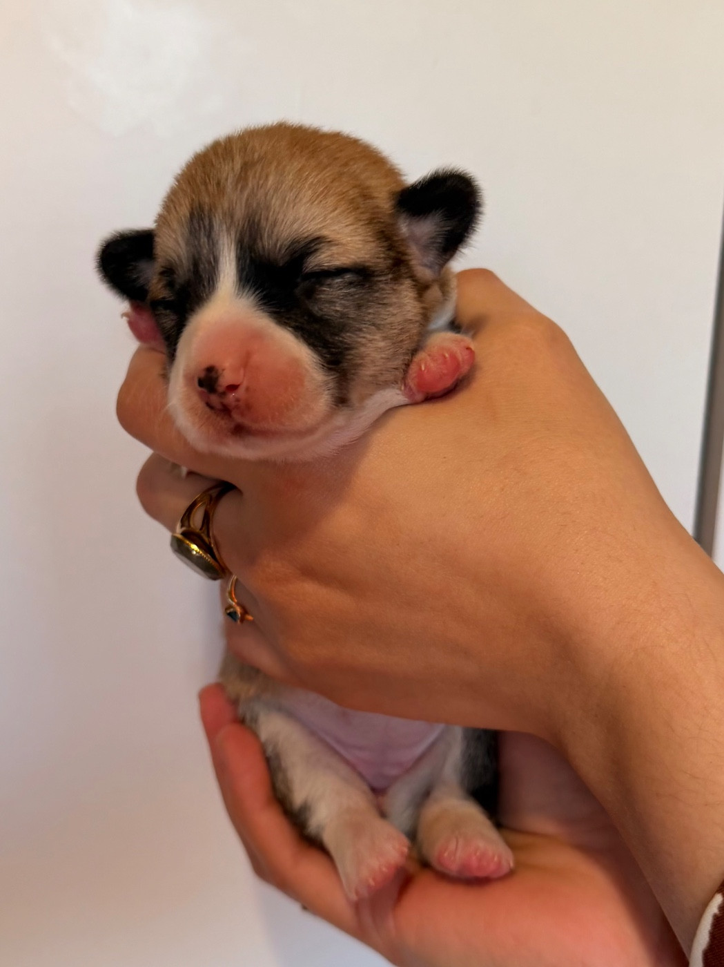 De L'Arche D'Ohana - Chiots disponibles - Welsh Corgi Pembroke