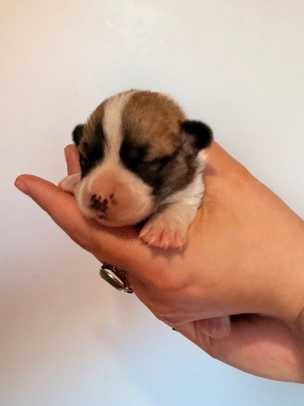 De L'Arche D'Ohana - Chiots disponibles - Welsh Corgi Pembroke