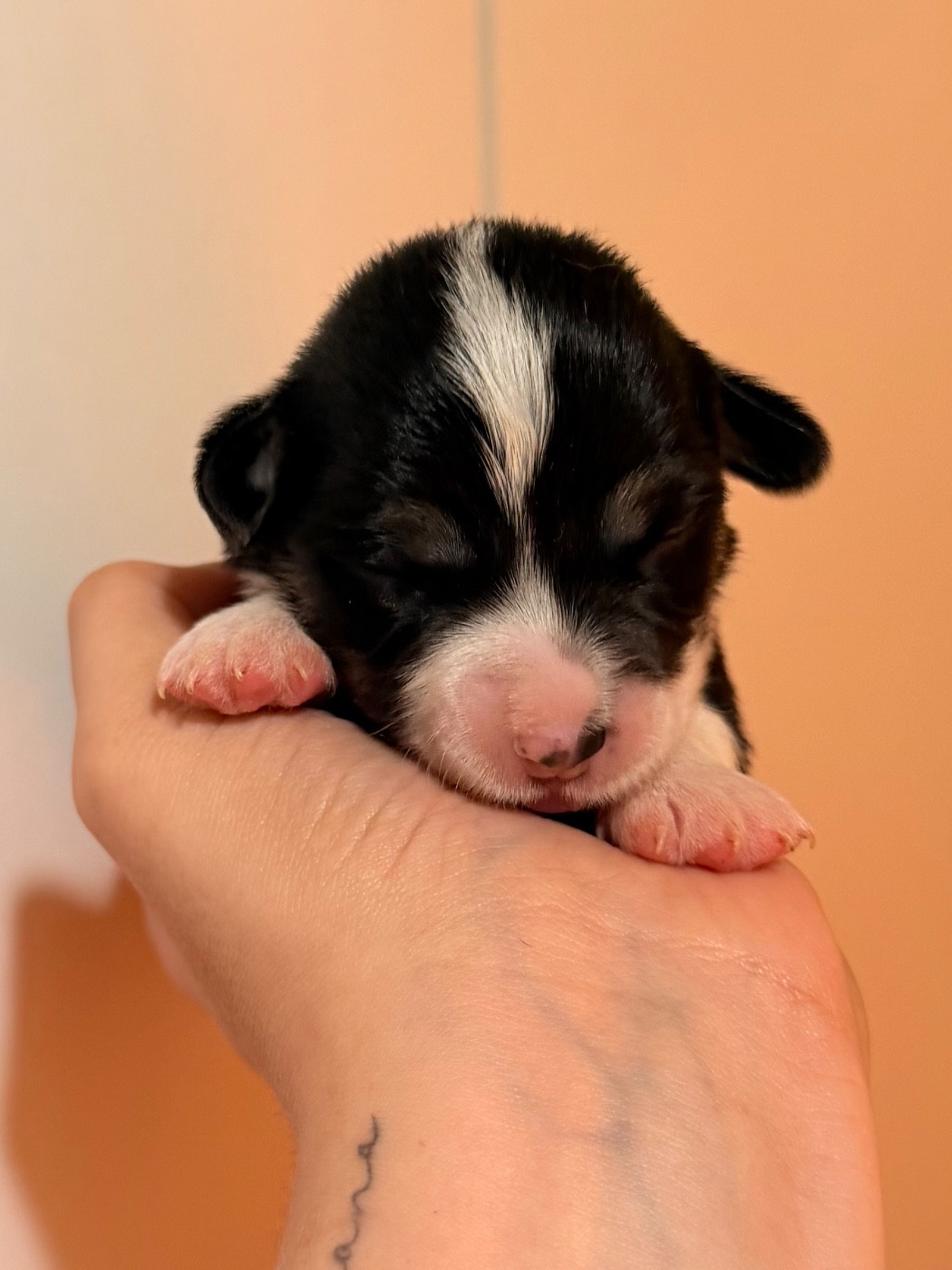 De L'Arche D'Ohana - Chiots disponibles - Welsh Corgi Pembroke