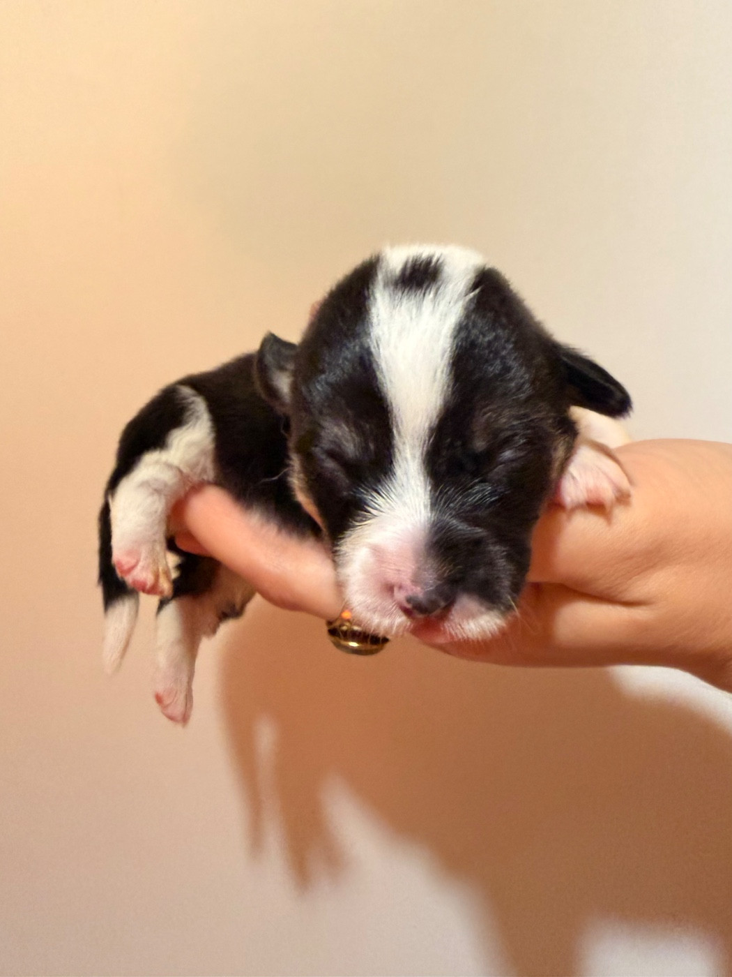 De L'Arche D'Ohana - Chiots disponibles - Welsh Corgi Pembroke