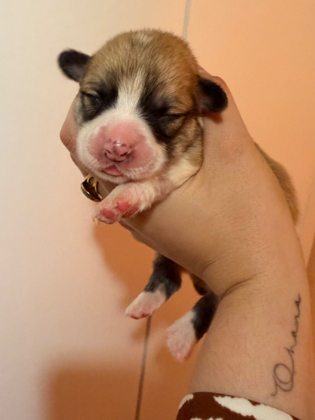 De L'Arche D'Ohana - Chiots disponibles - Welsh Corgi Pembroke