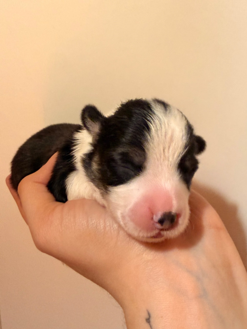 De L'Arche D'Ohana - Chiots disponibles - Welsh Corgi Pembroke