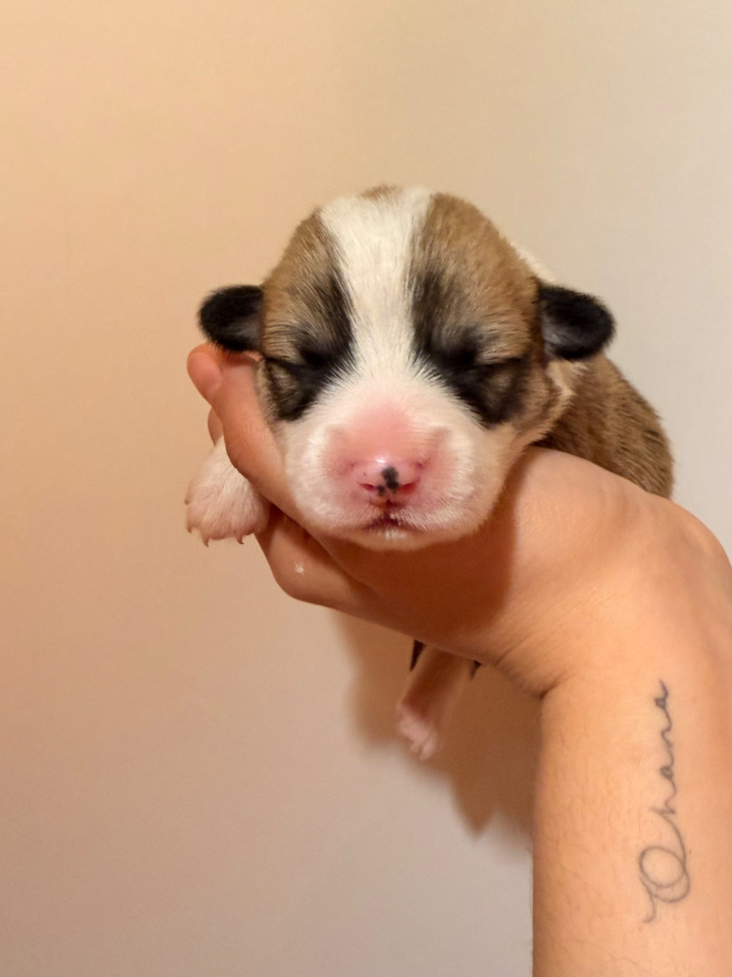 De L'Arche D'Ohana - Chiots disponibles - Welsh Corgi Pembroke