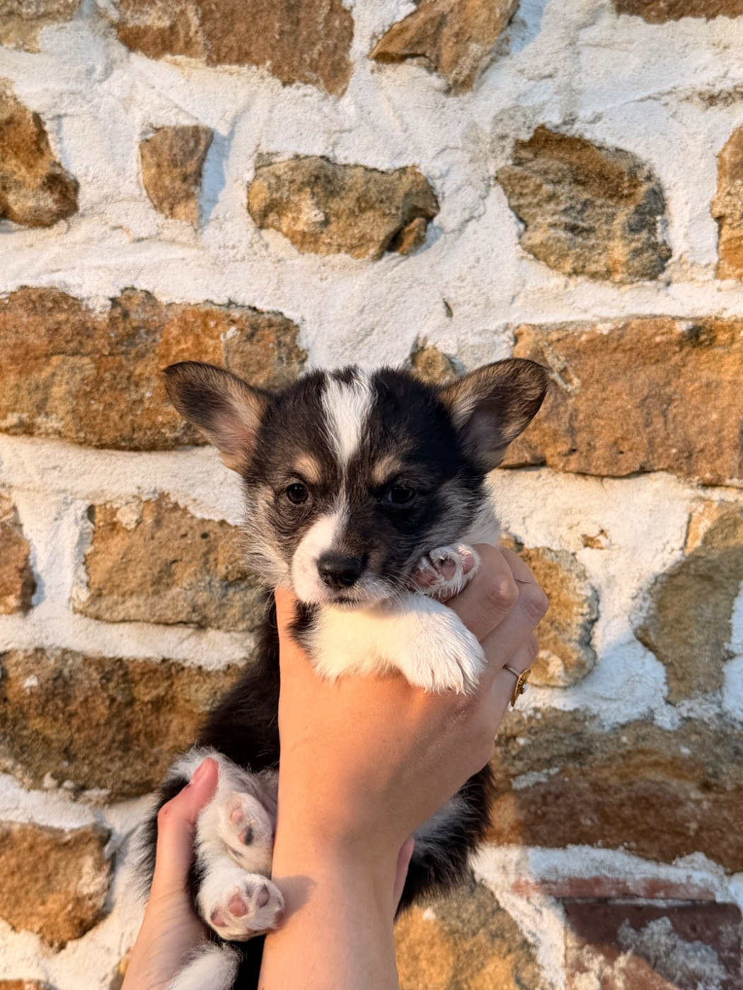De L'Arche D'Ohana - Chiots disponibles - Welsh Corgi Pembroke