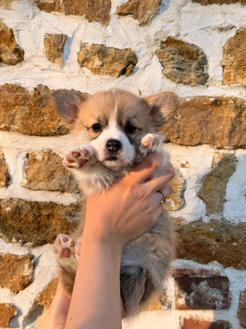 De L'Arche D'Ohana - Chiots disponibles - Welsh Corgi Pembroke