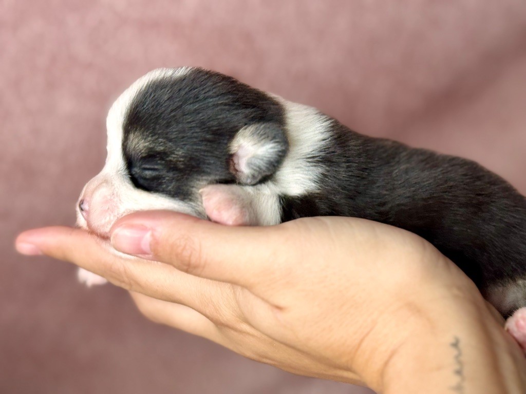 De L'Arche D'Ohana - Chiots disponibles - Welsh Corgi Pembroke