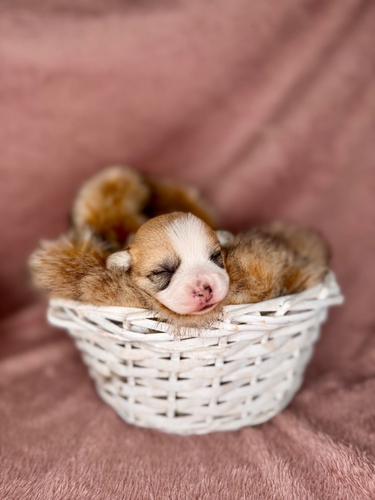 De L'Arche D'Ohana - Chiots disponibles - Welsh Corgi Pembroke