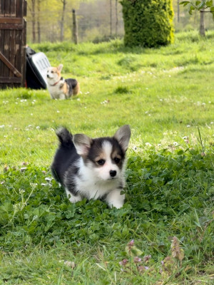 Bintie de L Arche d Ohana