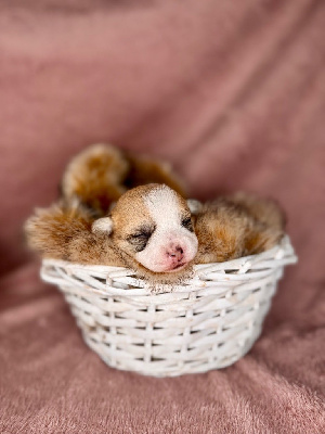 CHIOT